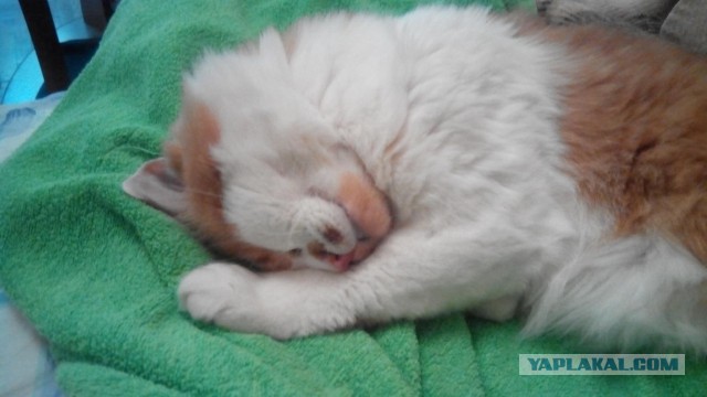 Котовторник 25.08.2015