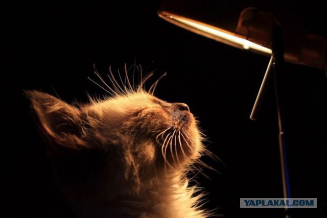 Будни кота