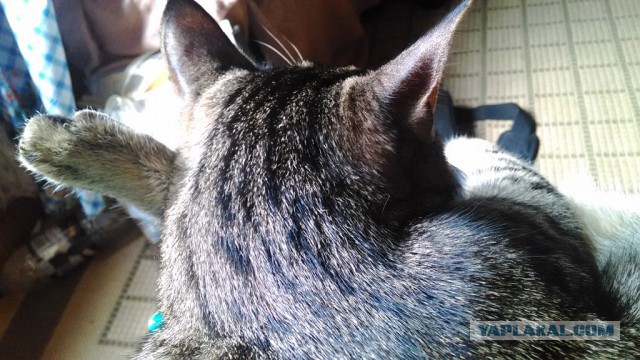 Котовторник 13.10.2015