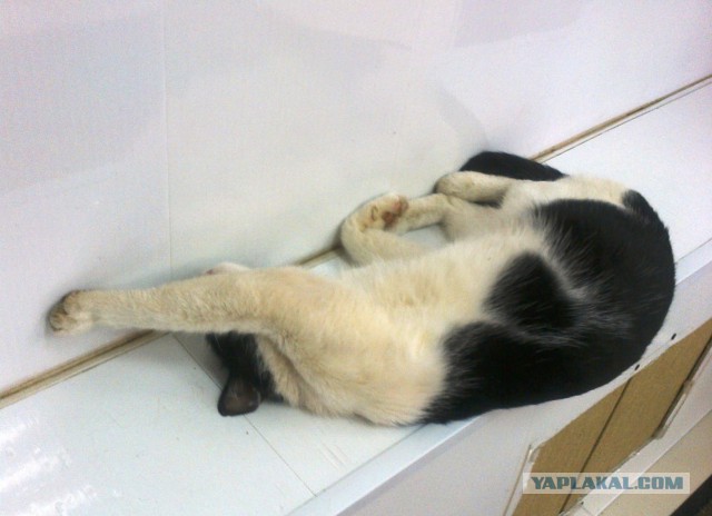 Котовторник 24.11.2015