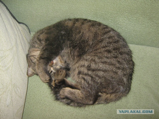 Котооо-о-о-вторник