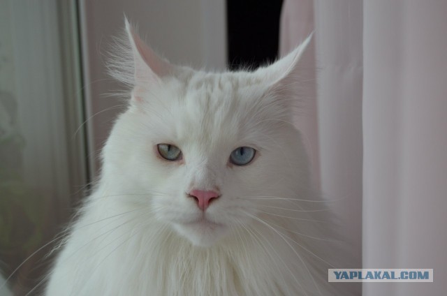 У меня кот дебил