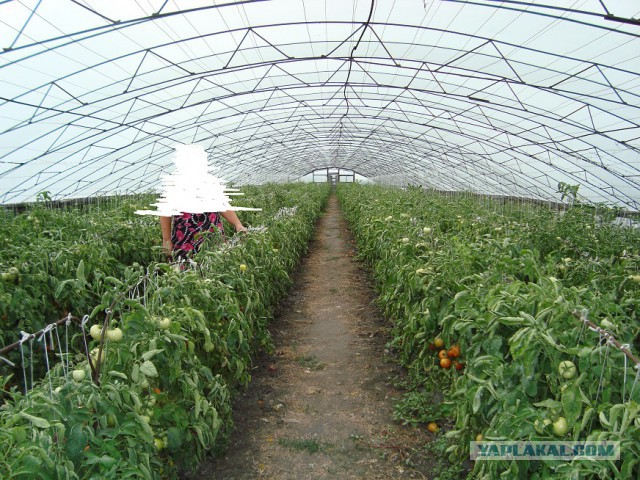 Нюансы арочных теплиц из поликарбоната.
