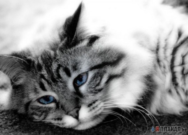 Коты, кошки, котята