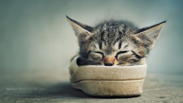 Котики на выходные