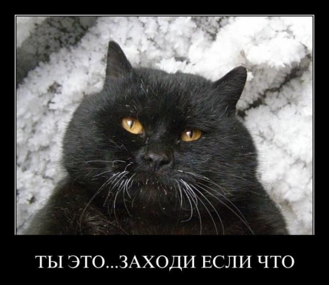 Демы к котовторнику!