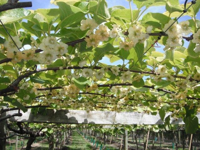 Как выглядели наши любимые продукты до того, как их собрали.