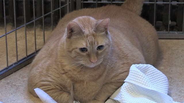 Коты из сети