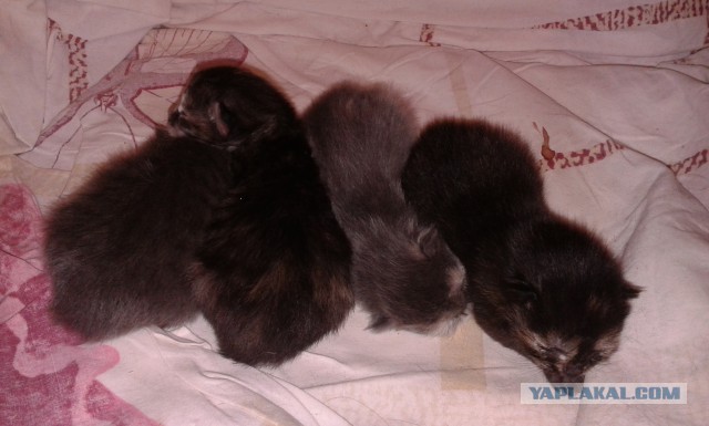 Котовторник 24.01.2017