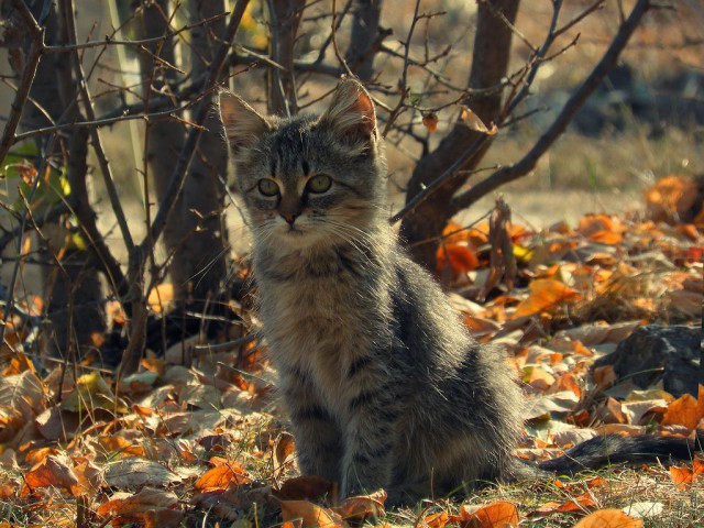 Коты из сети