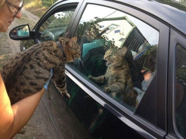 Коты и Кошки