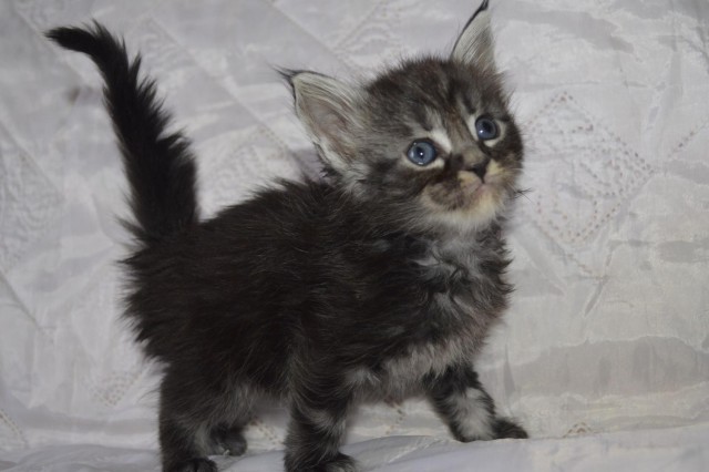 Коты и Кошки