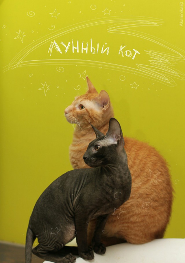 Коты и Кошки