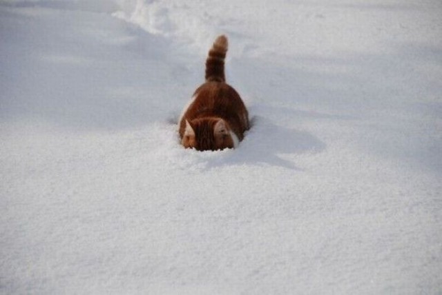 Коты и Кошки
