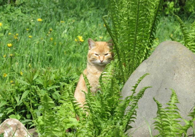 Коты и Кошки