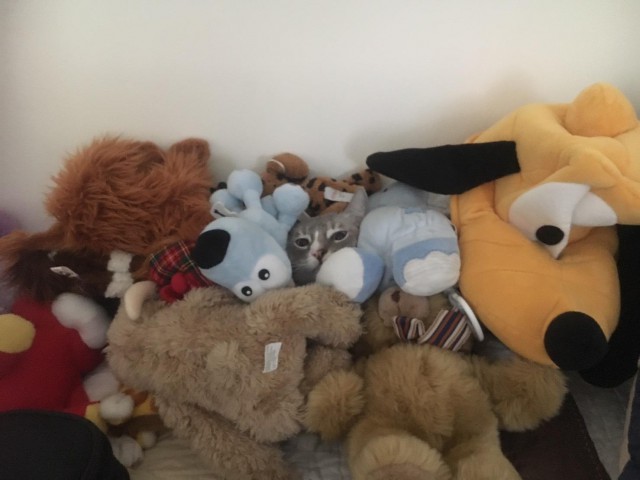 Коты и Кошки