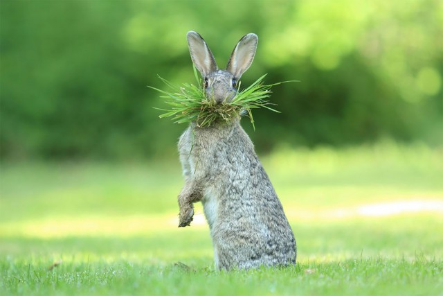 Финалисты самого смешного фотоконкурса в природе — Comedy Wildlife Awards 2017