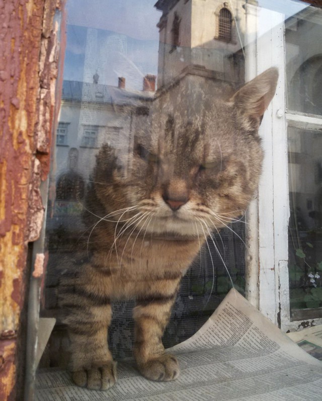 Коты и Кошки