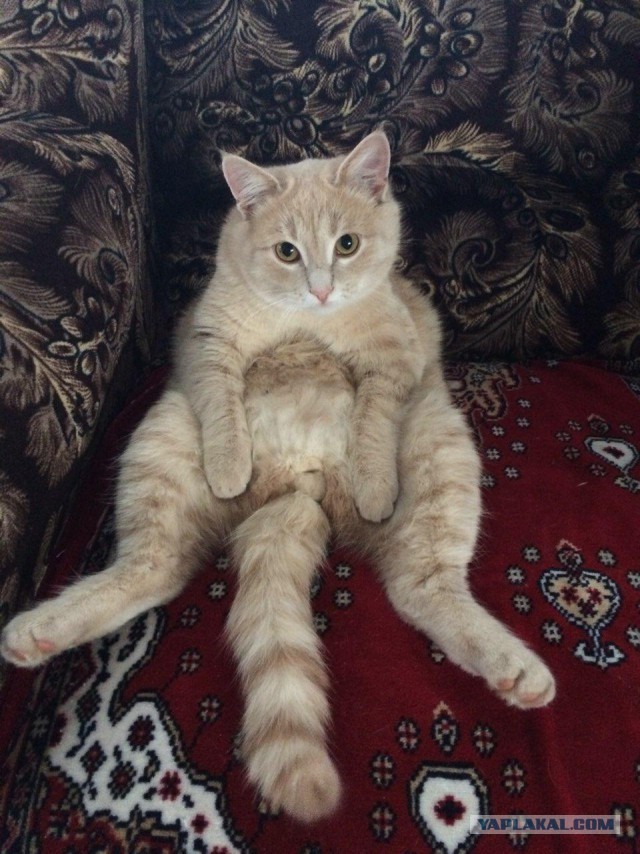 Ночью кошака перепугала