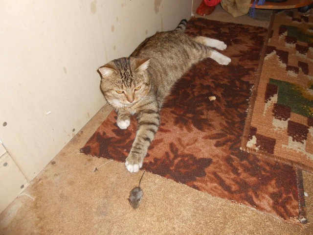 Прикольных котов пост