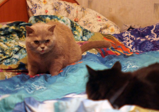 Котовторник 20.02.18