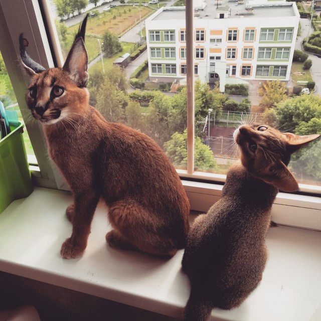 Котовторник  12.06.2018