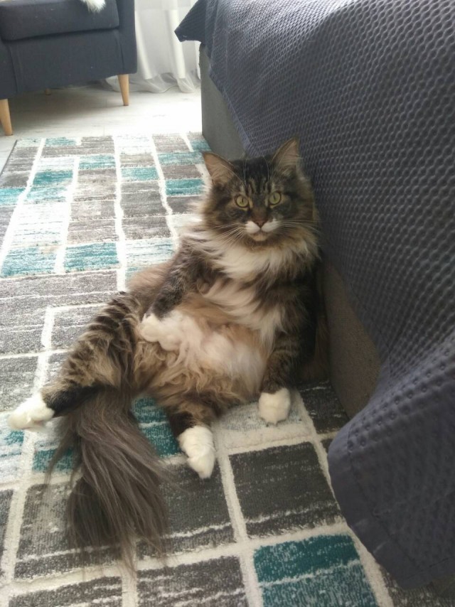 Давай заведем кота