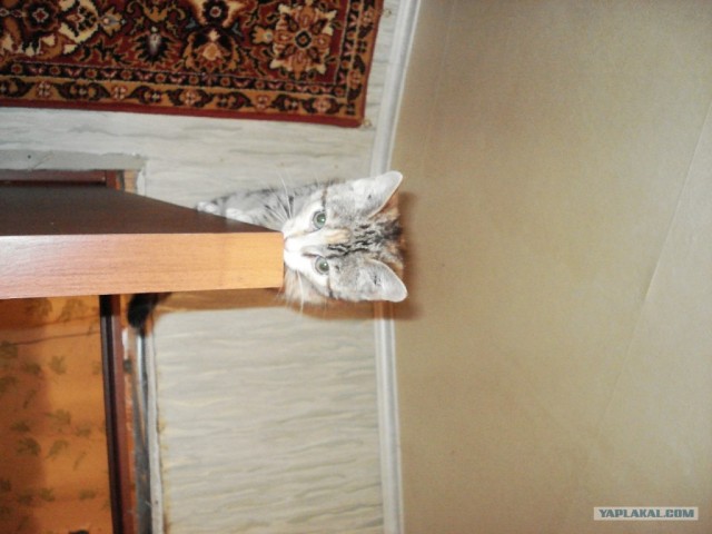 Котовторник - С праздником, котоводы!