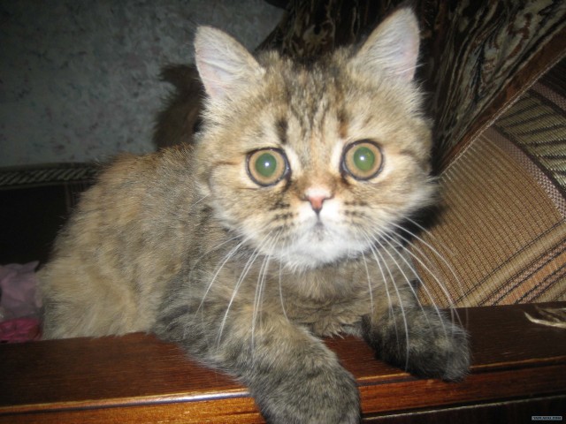 Котовторник уже сегодня!
