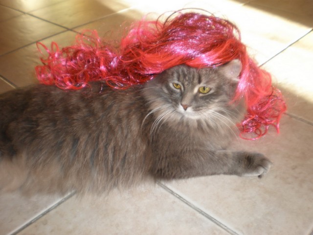 Котовторник! 08.11.11