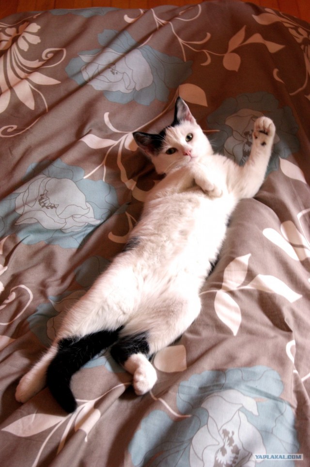 Ну и где ваш котовторник?