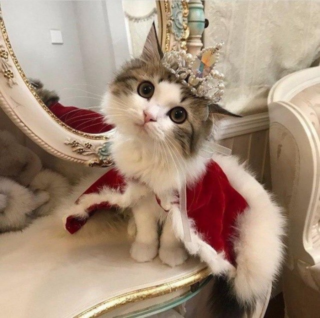 Прикольных котов пост