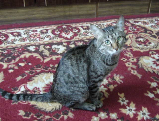 Котовторник 13.12.11 - магическе числа