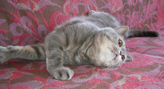 Котовторник (31.01.2012)