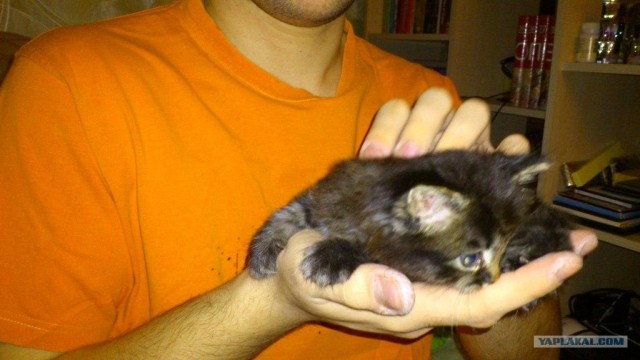 Котовторник (21.02.2012)