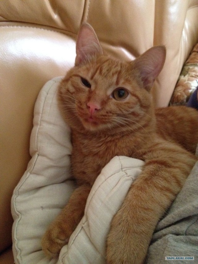 Котовторник 17.04.2012