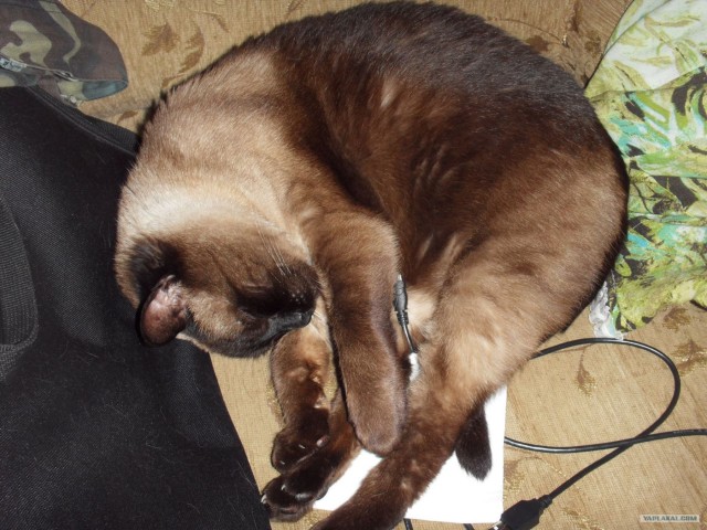 Котовторник на 26.06.12