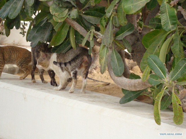 Котовторник 29.01.2013