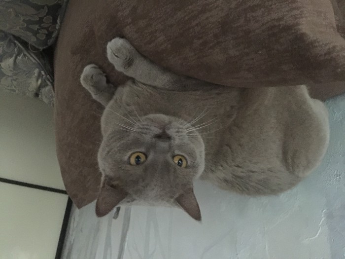 Мой первый кото-пост