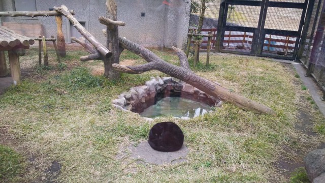 Дикий котовторник 16.07.19
