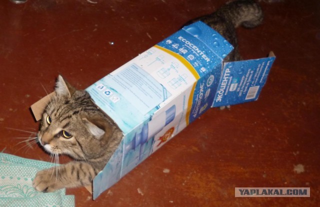 Как меня кота на пару дней попросили приютить