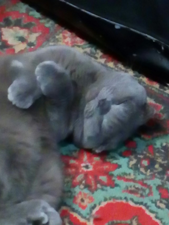Коты, которые нас порадовали!
