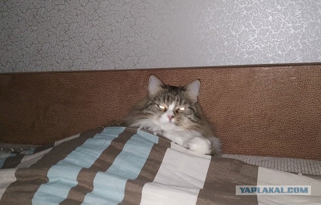 Котовторник
