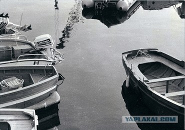 Фотожаба: Полет Барсика