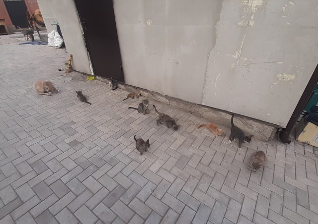 В Нижневартовске живодёр загубил котёнка