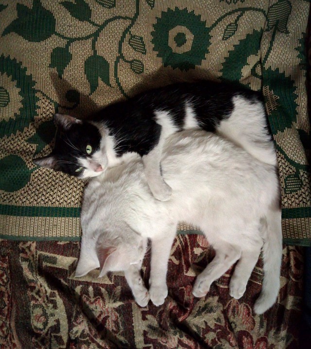 Про кота и питомца