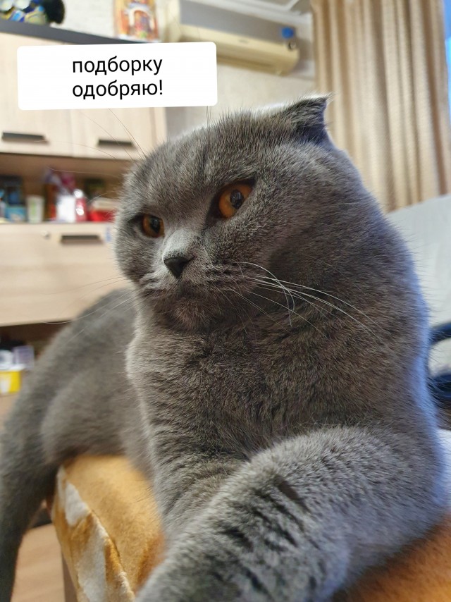 Картинки с котами и про котов