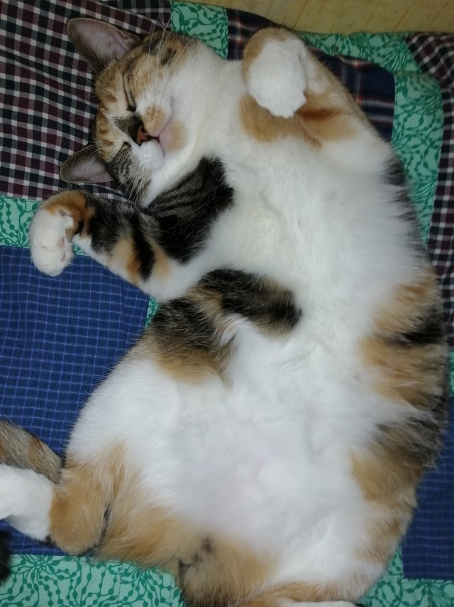 Котовторник же!