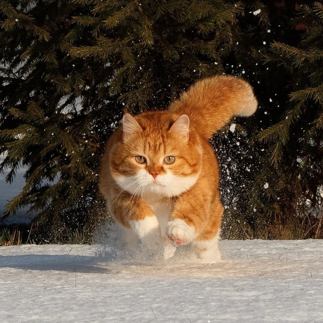 Кошки , кошечки, котяры 14.03.21