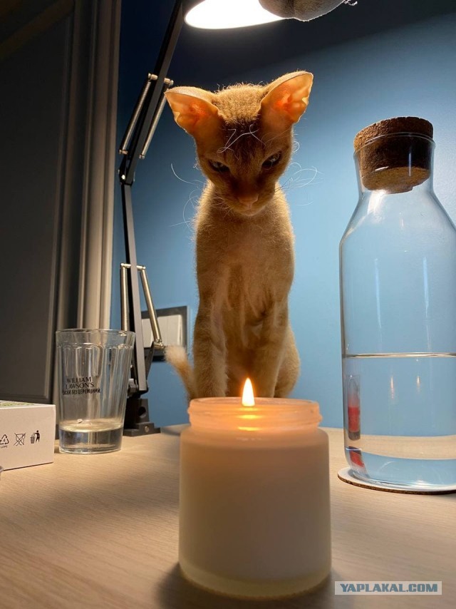 Хоба! Котовторник!
